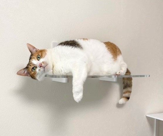 Catroad+　ワイドステップ　450mm  ｷｬｯﾄﾛｰﾄﾞﾌﾟﾗｽ  ｷｬｯﾄｽﾃｯﾌﾟ